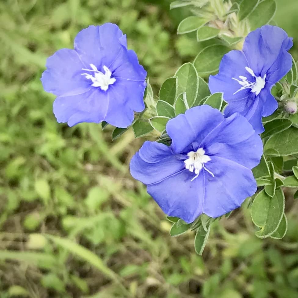 アメリカンブルー様 Amazon | はなみどり アメリカンブルー 青系 花苗 2株 | 花